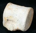 Champsosaurus Vertebrae (Cretaceous Reptile) #12696-2